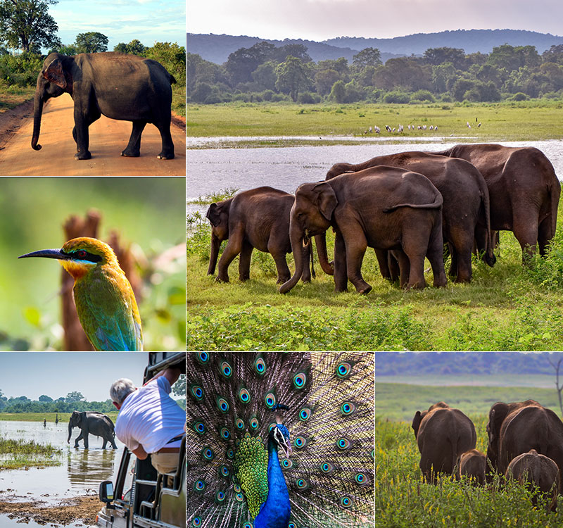 Udawalawe National Park